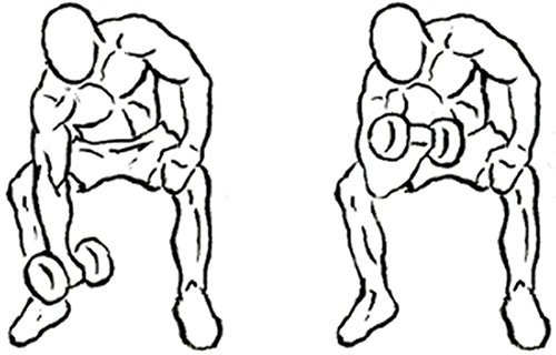 bicep curls diagram