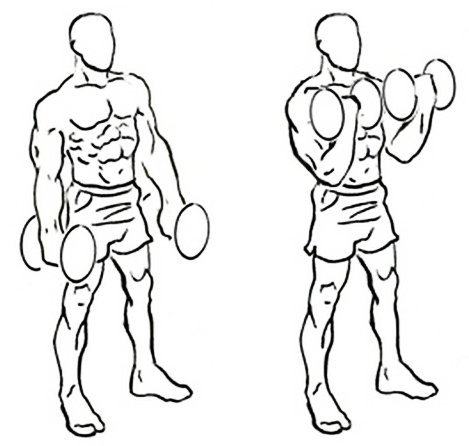 bicep curl drawing