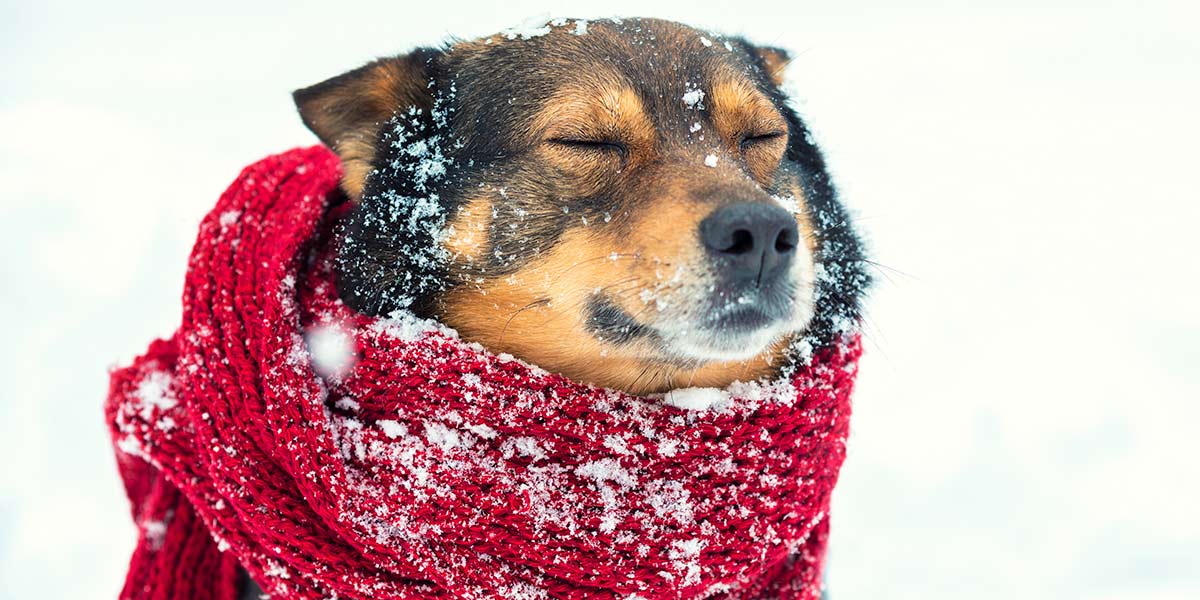 Dog with a scarf in the snow