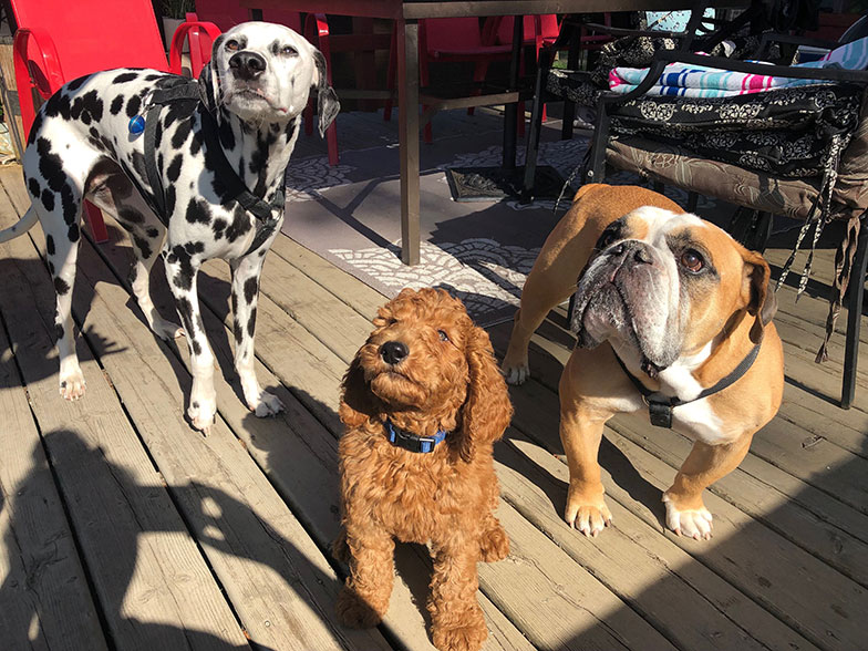National dog day with gus and friends
