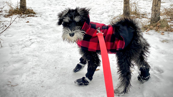 Dog in snow