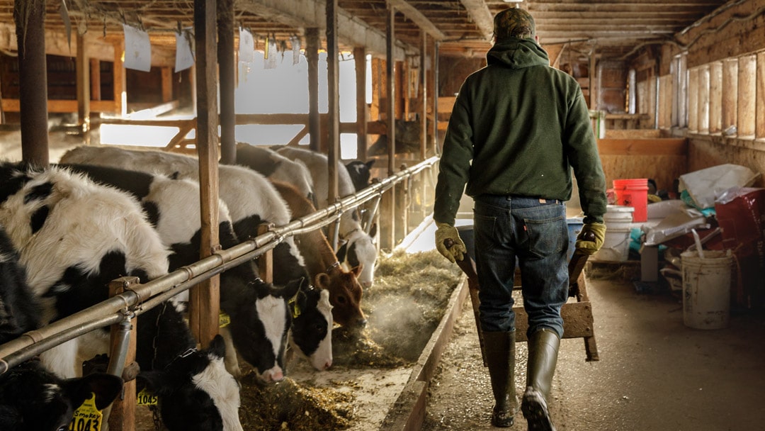 Farmer working in barn