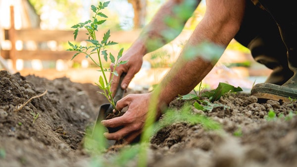 Man gardening